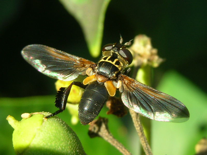 Trichopoda pictipennis (Tachinidae)